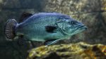 Hamour Fish Benefits: A Nutritional Treasure from the Sea