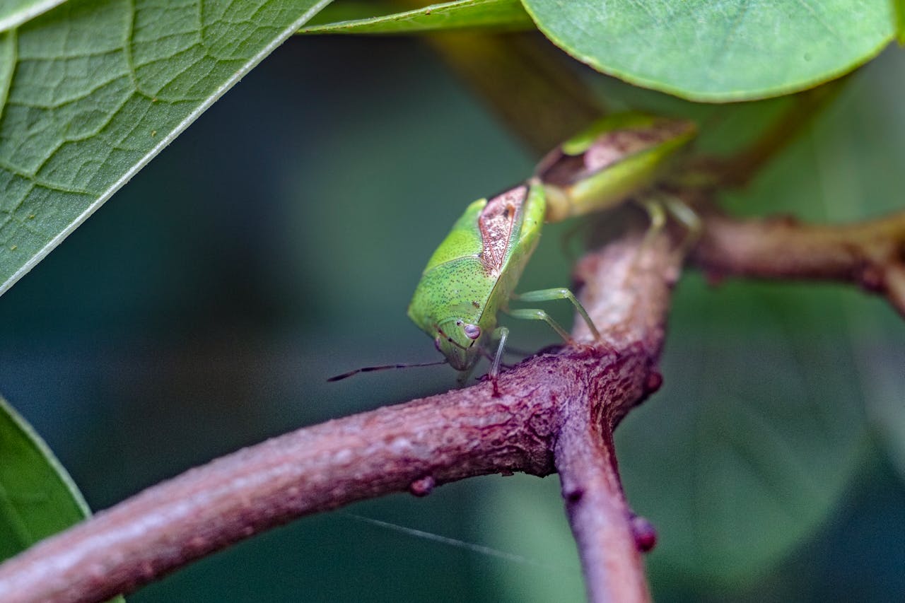 pest control