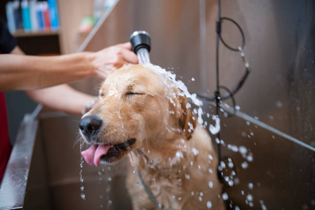 Dog Gromming