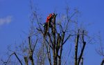 Tree Removal