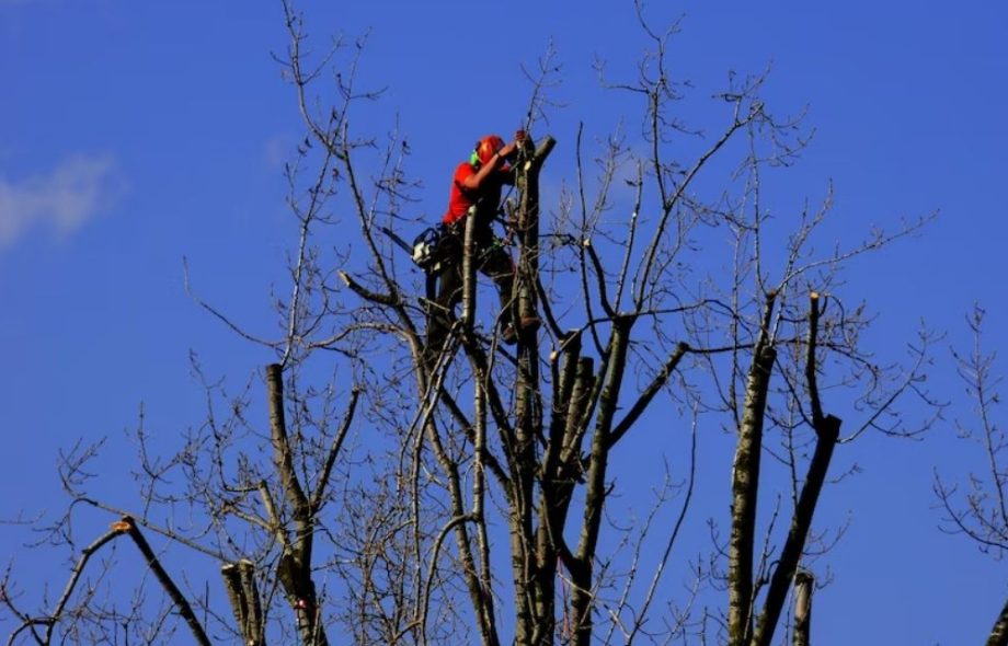 Tree Removal