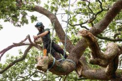 emergency tree removal