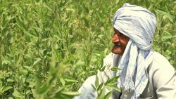 Uttar Pradesh Agriculture: A Comprehensive Overview