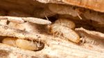 tiny baby termites