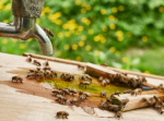How to Keep Bees Out of Your Outdoor Kitchen
