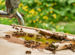 How to Keep Bees Out of Your Outdoor Kitchen
