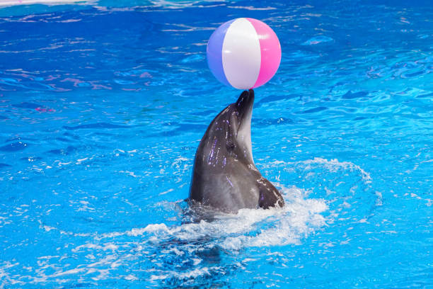 Dolphin Show Dubai