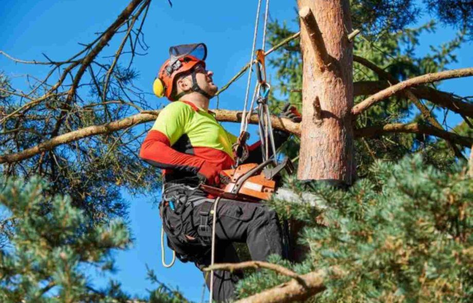 tree services