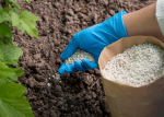 india-fertiliser-market