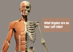 Organs Left Side Abdomen