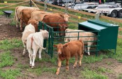 calf creep feeders