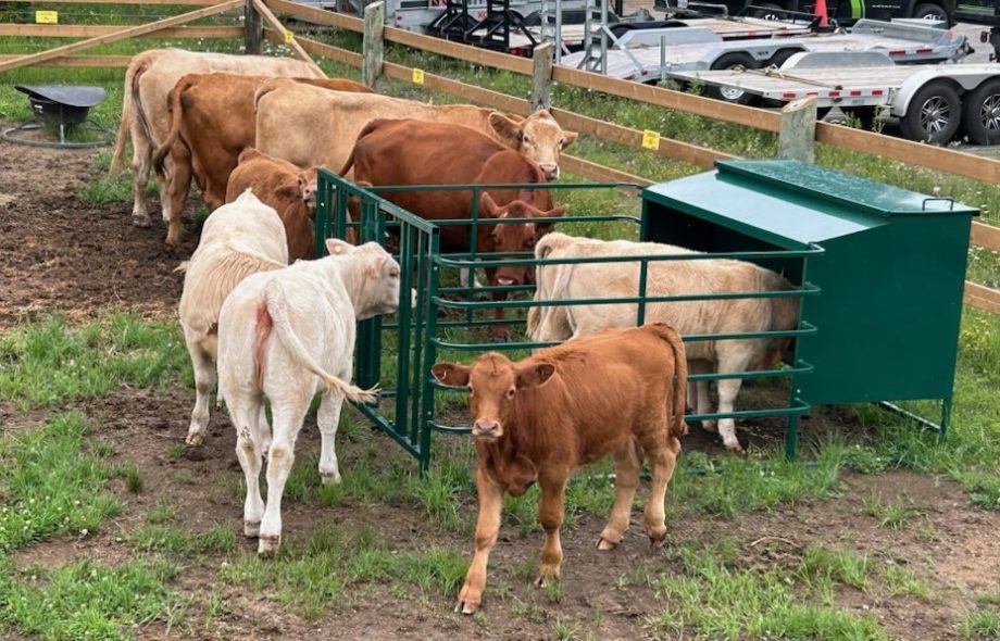 calf creep feeders